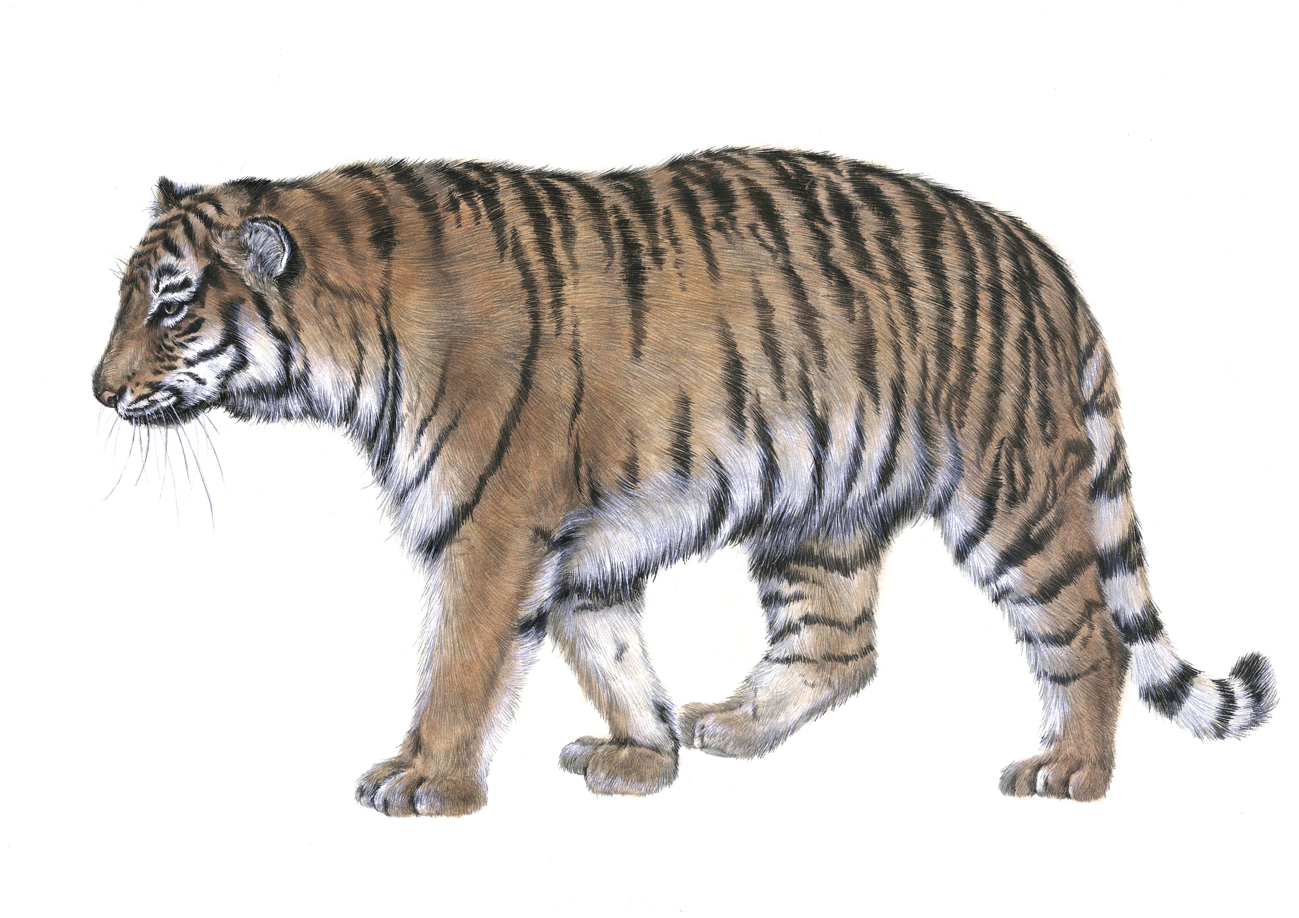 Tiger actual image